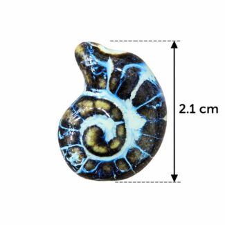 Perle Coquillage Ammonite Noir et Bleu Électrique
