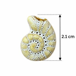 Perle Coquillage Ammonite Beige et Marron