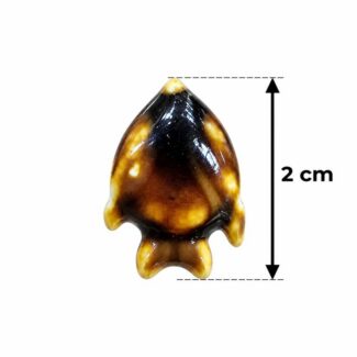 Perle poisson marron et noir